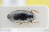  ( - GBOLRL0396)  @11 [ ] CreativeCommons - Attribution Non-Commercial Share-Alike (2016) SNSB, Staatliche Naturwissenschaftliche Sammlungen Bayerns ZSM (SNSB, Zoologische Staatssammlung Muenchen)