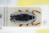  ( - GBOLRL0397)  @11 [ ] CreativeCommons - Attribution Non-Commercial Share-Alike (2016) SNSB, Staatliche Naturwissenschaftliche Sammlungen Bayerns ZSM (SNSB, Zoologische Staatssammlung Muenchen)