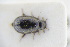  ( - GBOLRL0424)  @11 [ ] CreativeCommons - Attribution Non-Commercial Share-Alike (2016) SNSB, Staatliche Naturwissenschaftliche Sammlungen Bayerns ZSM (SNSB, Zoologische Staatssammlung Muenchen)
