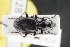  ( - GBOLRL0428)  @11 [ ] CreativeCommons - Attribution Non-Commercial Share-Alike (2016) SNSB, Staatliche Naturwissenschaftliche Sammlungen Bayerns ZSM (SNSB, Zoologische Staatssammlung Muenchen)