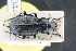  ( - GBOLRL0442)  @11 [ ] CreativeCommons - Attribution Non-Commercial Share-Alike (2016) SNSB, Staatliche Naturwissenschaftliche Sammlungen Bayerns ZSM (SNSB, Zoologische Staatssammlung Muenchen)