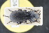  ( - GBOLRL0443)  @11 [ ] CreativeCommons - Attribution Non-Commercial Share-Alike (2016) SNSB, Staatliche Naturwissenschaftliche Sammlungen Bayerns ZSM (SNSB, Zoologische Staatssammlung Muenchen)