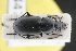  ( - GBOLRL0447)  @11 [ ] CreativeCommons - Attribution Non-Commercial Share-Alike (2016) SNSB, Staatliche Naturwissenschaftliche Sammlungen Bayerns ZSM (SNSB, Zoologische Staatssammlung Muenchen)