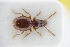 ( - GBOLRL0491)  @11 [ ] CreativeCommons - Attribution Non-Commercial Share-Alike (2016) SNSB, Staatliche Naturwissenschaftliche Sammlungen Bayerns ZSM (SNSB, Zoologische Staatssammlung Muenchen)