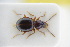  ( - GBOLRL0492)  @11 [ ] CreativeCommons - Attribution Non-Commercial Share-Alike (2016) SNSB, Staatliche Naturwissenschaftliche Sammlungen Bayerns ZSM (SNSB, Zoologische Staatssammlung Muenchen)