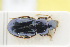  ( - GBOLRL0501)  @11 [ ] CreativeCommons - Attribution Non-Commercial Share-Alike (2016) SNSB, Staatliche Naturwissenschaftliche Sammlungen Bayerns ZSM (SNSB, Zoologische Staatssammlung Muenchen)