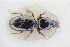  ( - GBOLRL0510)  @11 [ ] CreativeCommons - Attribution Non-Commercial Share-Alike (2016) SNSB, Staatliche Naturwissenschaftliche Sammlungen Bayerns ZSM (SNSB, Zoologische Staatssammlung Muenchen)