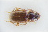  ( - GBOLRL0513)  @11 [ ] CreativeCommons - Attribution Non-Commercial Share-Alike (2016) SNSB, Staatliche Naturwissenschaftliche Sammlungen Bayerns ZSM (SNSB, Zoologische Staatssammlung Muenchen)