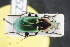  ( - GBOLRL0523)  @11 [ ] CreativeCommons - Attribution Non-Commercial Share-Alike (2016) SNSB, Staatliche Naturwissenschaftliche Sammlungen Bayerns ZSM (SNSB, Zoologische Staatssammlung Muenchen)