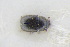  (Genistogethes erichsonii - GBOLRL0548)  @11 [ ] CreativeCommons - Attribution Non-Commercial Share-Alike (2016) SNSB, Staatliche Naturwissenschaftliche Sammlungen Bayerns ZSM (SNSB, Zoologische Staatssammlung Muenchen)