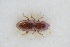  (Anommatus duodecimstriatus - GBOLRL0583)  @11 [ ] CreativeCommons - Attribution Non-Commercial Share-Alike (2016) SNSB, Staatliche Naturwissenschaftliche Sammlungen Bayerns ZSM (SNSB, Zoologische Staatssammlung Muenchen)