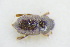  ( - GBOLRL0584)  @11 [ ] CreativeCommons - Attribution Non-Commercial Share-Alike (2016) SNSB, Staatliche Naturwissenschaftliche Sammlungen Bayerns ZSM (SNSB, Zoologische Staatssammlung Muenchen)