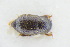  ( - GBOLRL0585)  @11 [ ] CreativeCommons - Attribution Non-Commercial Share-Alike (2016) SNSB, Staatliche Naturwissenschaftliche Sammlungen Bayerns ZSM (SNSB, Zoologische Staatssammlung Muenchen)