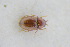  ( - GBOLRL0603)  @11 [ ] CreativeCommons - Attribution Non-Commercial Share-Alike (2016) SNSB, Staatliche Naturwissenschaftliche Sammlungen Bayerns ZSM (SNSB, Zoologische Staatssammlung Muenchen)