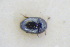  ( - GBOLRL0609)  @11 [ ] CreativeCommons - Attribution Non-Commercial Share-Alike (2016) SNSB, Staatliche Naturwissenschaftliche Sammlungen Bayerns ZSM (SNSB, Zoologische Staatssammlung Muenchen)