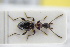  ( - GBOLRL0631)  @11 [ ] CreativeCommons - Attribution Non-Commercial Share-Alike (2016) SNSB, Staatliche Naturwissenschaftliche Sammlungen Bayerns ZSM (SNSB, Zoologische Staatssammlung Muenchen)