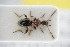  ( - GBOLRL0632)  @11 [ ] CreativeCommons - Attribution Non-Commercial Share-Alike (2016) SNSB, Staatliche Naturwissenschaftliche Sammlungen Bayerns ZSM (SNSB, Zoologische Staatssammlung Muenchen)