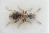  ( - GBOLRL0634)  @11 [ ] CreativeCommons - Attribution Non-Commercial Share-Alike (2016) SNSB, Staatliche Naturwissenschaftliche Sammlungen Bayerns ZSM (SNSB, Zoologische Staatssammlung Muenchen)