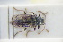  ( - GBOLRL0680)  @11 [ ] CreativeCommons - Attribution Non-Commercial Share-Alike (2016) SNSB, Staatliche Naturwissenschaftliche Sammlungen Bayerns ZSM (SNSB, Zoologische Staatssammlung Muenchen)