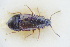  ( - GBOLRL0726)  @11 [ ] CreativeCommons - Attribution Non-Commercial Share-Alike (2016) SNSB, Staatliche Naturwissenschaftliche Sammlungen Bayerns ZSM (SNSB, Zoologische Staatssammlung Muenchen)