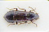  ( - GBOLRL0727)  @11 [ ] CreativeCommons - Attribution Non-Commercial Share-Alike (2016) SNSB, Staatliche Naturwissenschaftliche Sammlungen Bayerns ZSM (SNSB, Zoologische Staatssammlung Muenchen)