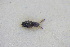  (Mordella leucaspis - GBOLRL0755)  @11 [ ] CreativeCommons - Attribution Non-Commercial Share-Alike (2016) SNSB, Staatliche Naturwissenschaftliche Sammlungen Bayerns ZSM (SNSB, Zoologische Staatssammlung Muenchen)