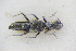  ( - GBOLRL0760)  @11 [ ] CreativeCommons - Attribution Non-Commercial Share-Alike (2016) SNSB, Staatliche Naturwissenschaftliche Sammlungen Bayerns ZSM (SNSB, Zoologische Staatssammlung Muenchen)