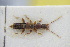  ( - GBOLRL0769)  @11 [ ] CreativeCommons - Attribution Non-Commercial Share-Alike (2016) SNSB, Staatliche Naturwissenschaftliche Sammlungen Bayerns ZSM (SNSB, Zoologische Staatssammlung Muenchen)