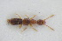  ( - GBOLRL0773)  @11 [ ] CreativeCommons - Attribution Non-Commercial Share-Alike (2016) SNSB, Staatliche Naturwissenschaftliche Sammlungen Bayerns ZSM (SNSB, Zoologische Staatssammlung Muenchen)