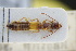  ( - GBOLRL0777)  @11 [ ] CreativeCommons - Attribution Non-Commercial Share-Alike (2016) SNSB, Staatliche Naturwissenschaftliche Sammlungen Bayerns ZSM (SNSB, Zoologische Staatssammlung Muenchen)