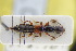  ( - GBOLRL0785)  @11 [ ] CreativeCommons - Attribution Non-Commercial Share-Alike (2016) SNSB, Staatliche Naturwissenschaftliche Sammlungen Bayerns ZSM (SNSB, Zoologische Staatssammlung Muenchen)