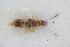  ( - GBOLRL0882)  @11 [ ] CreativeCommons - Attribution Non-Commercial Share-Alike (2016) SNSB, Staatliche Naturwissenschaftliche Sammlungen Bayerns ZSM (SNSB, Zoologische Staatssammlung Muenchen)