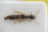  ( - GBOLRL0924)  @11 [ ] CreativeCommons - Attribution Non-Commercial Share-Alike (2016) SNSB, Staatliche Naturwissenschaftliche Sammlungen Bayerns ZSM (SNSB, Zoologische Staatssammlung Muenchen)
