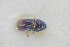  (Carphoborus minimus - GBOLRL0949)  @11 [ ] CreativeCommons - Attribution Non-Commercial Share-Alike (2016) SNSB, Staatliche Naturwissenschaftliche Sammlungen Bayerns ZSM (SNSB, Zoologische Staatssammlung Muenchen)