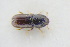  (Pityogenes conjunctus - GBOLRL0953)  @11 [ ] CreativeCommons - Attribution Non-Commercial Share-Alike (2016) SNSB, Staatliche Naturwissenschaftliche Sammlungen Bayerns ZSM (SNSB, Zoologische Staatssammlung Muenchen)