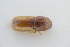  (Pityogenes irkutensis - GBOLRL0954)  @11 [ ] CreativeCommons - Attribution Non-Commercial Share-Alike (2016) SNSB, Staatliche Naturwissenschaftliche Sammlungen Bayerns ZSM (SNSB, Zoologische Staatssammlung Muenchen)