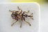  ( - GBOLRL0963)  @11 [ ] CreativeCommons - Attribution Non-Commercial Share-Alike (2016) SNSB, Staatliche Naturwissenschaftliche Sammlungen Bayerns ZSM (SNSB, Zoologische Staatssammlung Muenchen)