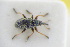  ( - GBOLRL0967)  @11 [ ] CreativeCommons - Attribution Non-Commercial Share-Alike (2016) SNSB, Staatliche Naturwissenschaftliche Sammlungen Bayerns ZSM (SNSB, Zoologische Staatssammlung Muenchen)