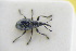  (Diplapion detritum - GBOLRL0972)  @11 [ ] CreativeCommons - Attribution Non-Commercial Share-Alike (2016) SNSB, Staatliche Naturwissenschaftliche Sammlungen Bayerns ZSM (SNSB, Zoologische Staatssammlung Muenchen)