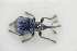  ( - GBOLRL0981)  @11 [ ] CreativeCommons - Attribution Non-Commercial Share-Alike (2016) SNSB, Staatliche Naturwissenschaftliche Sammlungen Bayerns ZSM (SNSB, Zoologische Staatssammlung Muenchen)