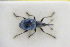  ( - GBOLRL0991)  @11 [ ] CreativeCommons - Attribution Non-Commercial Share-Alike (2016) SNSB, Staatliche Naturwissenschaftliche Sammlungen Bayerns ZSM (SNSB, Zoologische Staatssammlung Muenchen)