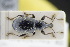  ( - GBOLRL0993)  @11 [ ] CreativeCommons - Attribution Non-Commercial Share-Alike (2016) SNSB, Staatliche Naturwissenschaftliche Sammlungen Bayerns ZSM (SNSB, Zoologische Staatssammlung Muenchen)