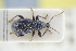  ( - GBOLRL1000)  @11 [ ] CreativeCommons - Attribution Non-Commercial Share-Alike (2016) SNSB, Staatliche Naturwissenschaftliche Sammlungen Bayerns ZSM (SNSB, Zoologische Staatssammlung Muenchen)