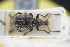  ( - GBOLRL1002)  @11 [ ] CreativeCommons - Attribution Non-Commercial Share-Alike (2016) SNSB, Staatliche Naturwissenschaftliche Sammlungen Bayerns ZSM (SNSB, Zoologische Staatssammlung Muenchen)