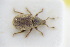  (Trachyphloeus inermis - GBOLRL1007)  @11 [ ] CreativeCommons - Attribution Non-Commercial Share-Alike (2016) SNSB, Staatliche Naturwissenschaftliche Sammlungen Bayerns ZSM (SNSB, Zoologische Staatssammlung Muenchen)