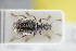  ( - GBOLRL1012)  @11 [ ] CreativeCommons - Attribution Non-Commercial Share-Alike (2016) SNSB, Staatliche Naturwissenschaftliche Sammlungen Bayerns ZSM (SNSB, Zoologische Staatssammlung Muenchen)