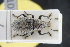  (Barynotus margaritaceus - GBOLRL1018)  @11 [ ] CreativeCommons - Attribution Non-Commercial Share-Alike (2016) SNSB, Staatliche Naturwissenschaftliche Sammlungen Bayerns ZSM (SNSB, Zoologische Staatssammlung Muenchen)