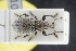  ( - GBOLRL1019)  @11 [ ] CreativeCommons - Attribution Non-Commercial Share-Alike (2016) SNSB, Staatliche Naturwissenschaftliche Sammlungen Bayerns ZSM (SNSB, Zoologische Staatssammlung Muenchen)