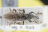  ( - GBOLRL1039)  @11 [ ] CreativeCommons - Attribution Non-Commercial Share-Alike (2016) SNSB, Staatliche Naturwissenschaftliche Sammlungen Bayerns ZSM (SNSB, Zoologische Staatssammlung Muenchen)