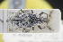  (Pachycerus cordiger - GBOLRL1048)  @11 [ ] CreativeCommons - Attribution Non-Commercial Share-Alike (2016) SNSB, Staatliche Naturwissenschaftliche Sammlungen Bayerns ZSM (SNSB, Zoologische Staatssammlung Muenchen)